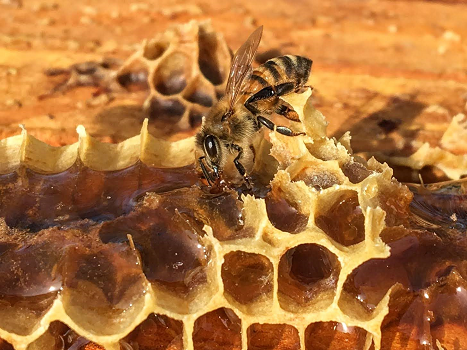 /ARSUserFiles/20220500/Varroa/When to Sample/Bee on honey.png